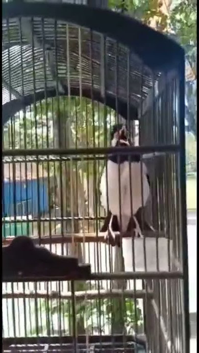 SANG JUARA JALAK SUREN TERMAHAL DI INDONESIA