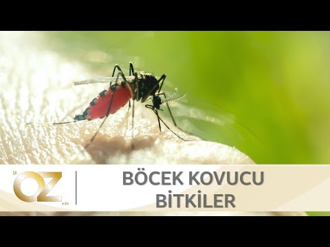 Видео: Репеленти против комари: класиране на най -добрите средства за защита, естествени и други формулировки. Как работят и какво е това? Отблъскващи свещи, кремове и други видове
