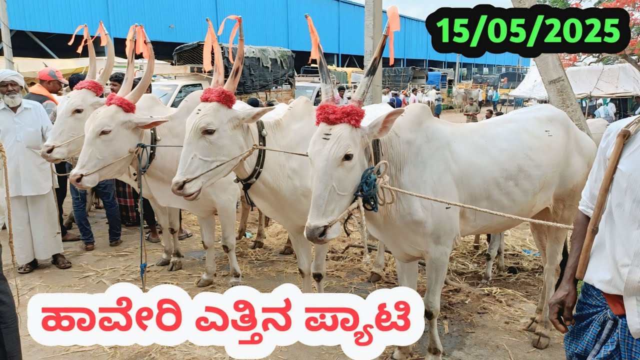 ಹಾವೇರಿ ಎತ್ತಿನ ಪ್ಯಾಟಿ || Haveri Biggest Cattle Market || Every Thursaday Morning  #haveribullsmarket