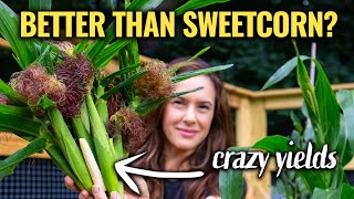 Why you should grow baby corn by TRUE FOOD TV 49,086 views 8 months ago 6 minutes, 21 seconds