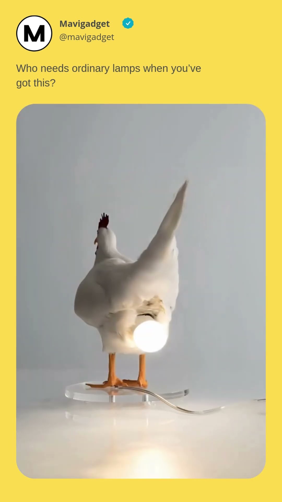 Product Link in Bio ( # 2018 ) ▶️ ▶️  @MaviGadgets Funny Chicken Butt Egg Lamp
