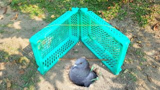 Most Creative Bird Trap Using Box | Easy Way To Catch Pigeon At Your Home