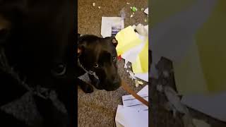 So Funny These Dogs And Their Messes