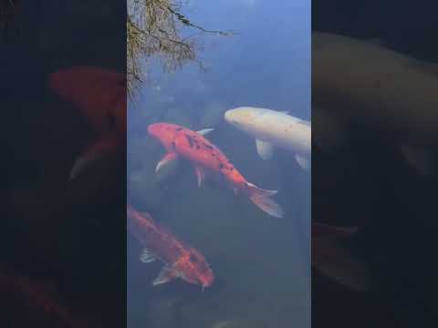 Карпы кои. Cyprinus rubrofuscus. Koi-Karpfen. Часть 2.