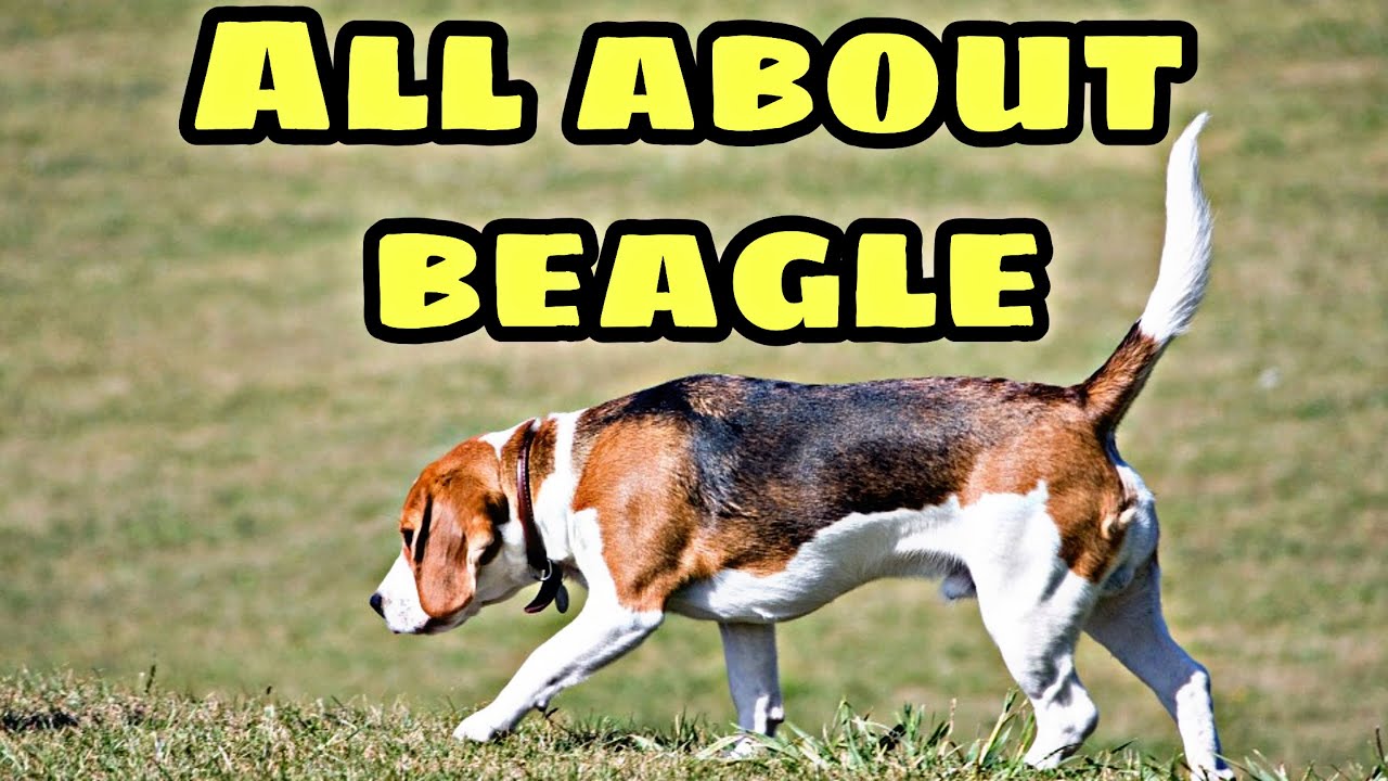 Beagle dog breed information in Hindi / Urdu l All about Beagle l