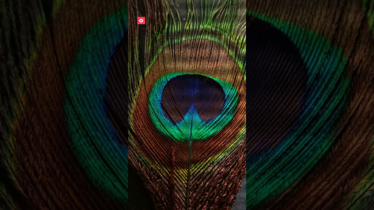 Mesmerizing Peacocks: The Magic of Iridescent Feathers! 🦚✨ | Fun Nature Facts for Kids