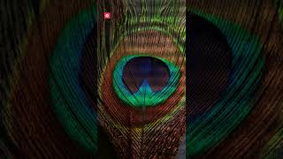 Mesmerizing Peacocks: The Magic of Iridescent Feathers! 🦚✨ | Fun Nature Facts for Kids