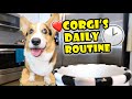 Sharing My CORGI’S Daily Routine — What It’s Like || Life After College: Ep. 674