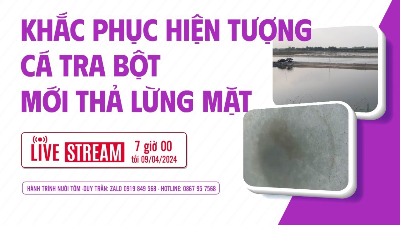 KHẮC PHỤC HIỆN  TƯỢNG CÁ TRA BỘT MỚI THẢ LỪNG MẶT