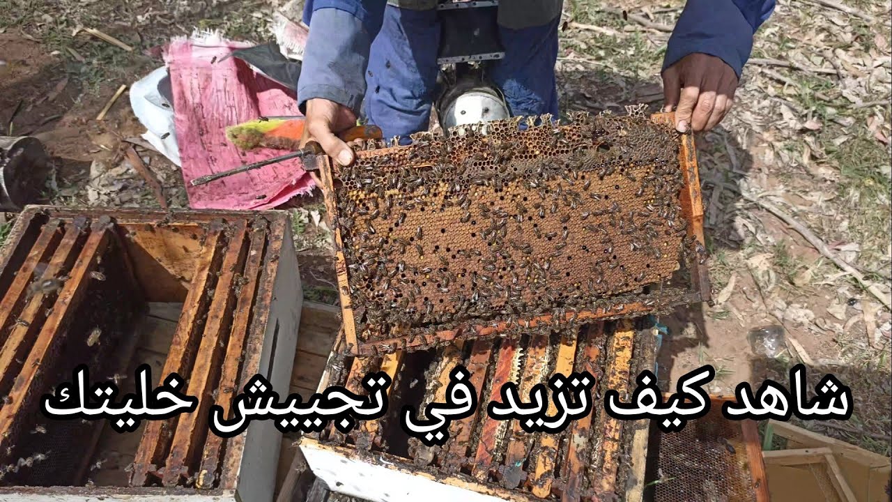 الطريقة الصحيحة لرفع إطارات الحضانة للعسالة