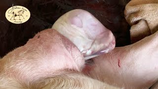 Dog giving birth | Can you guess how many puppies came out?