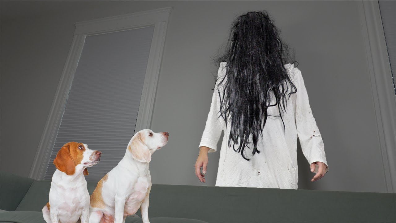 Dogs Give ‘The Ring' Girl a Makeover: Funny Dogs Maymo & Potpie vs Girl from 'The Ring