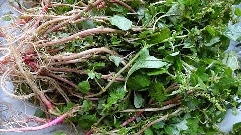 簡單易煲馬屎莧茶～祛濕疹、祛濕、排毒、清熱解暑👍👍👍👍😋😋😋😋 - 天天要聞