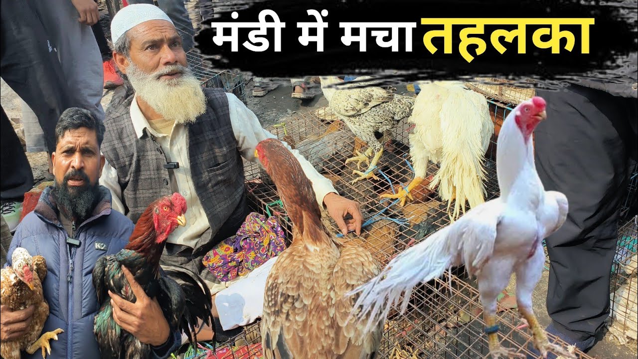 Biggest Aseel murga in india |Jama masjid aseel murga markit | Jama masjid murga Mandi