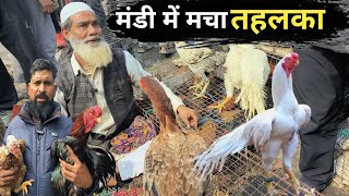 Biggest Aseel murga in india |Jama masjid aseel murga markit | Jama masjid murga Mandi Profile