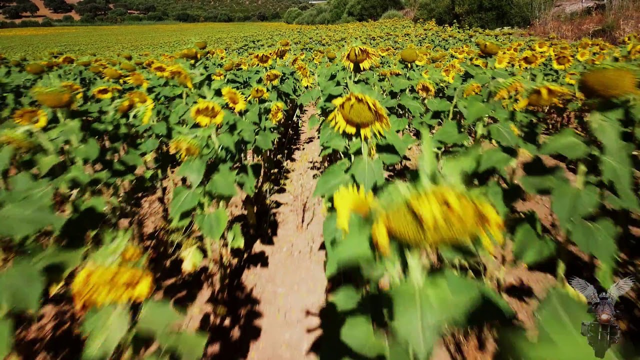 Salida dominguera y fallo del Dron