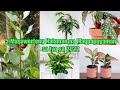 Ang 5 Masuwerteng Halaman na Magpapayaman sa Iyo Ngayong 2022 (Top 5 Best & Luckiest Plants At Home)