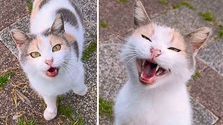 Ultimate beauties of the streets Feeding Stray Cats 4K by Cats World 988 views 1 month ago 9 minutes, 34 seconds