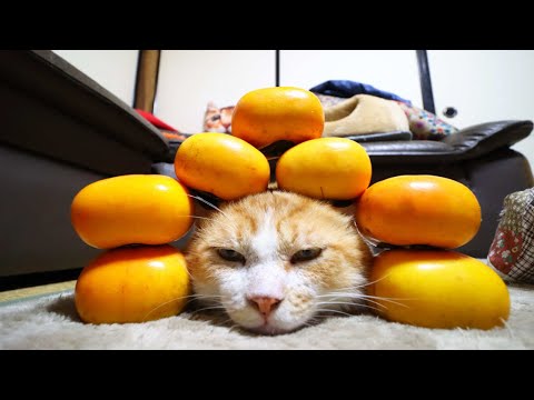 甘柿のせ猫 211210