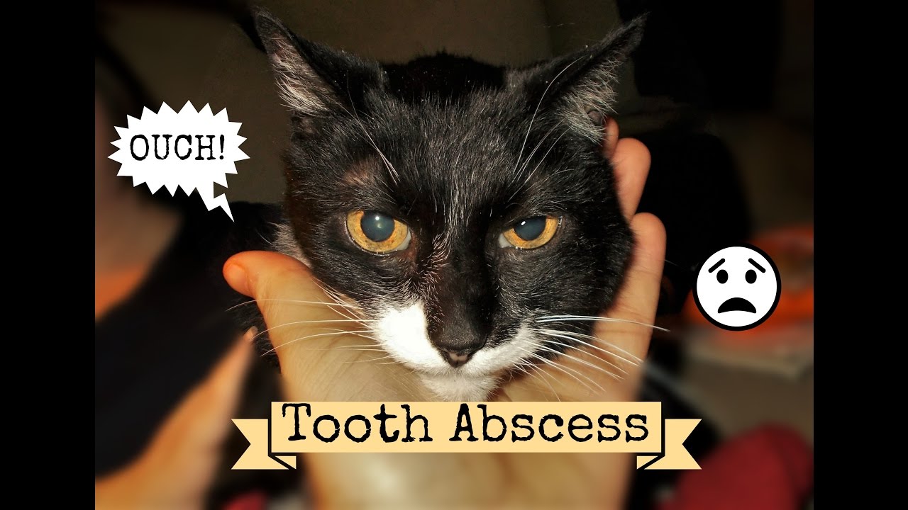 Cat Tooth Abscess Treatment At Home | Review Home Co