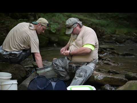 WVDNR project to restore native brook trout population continues