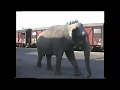 Circus Krone Fussmarsch der Elefanten vom Güterbahnhof zum Schützenplatz 1992