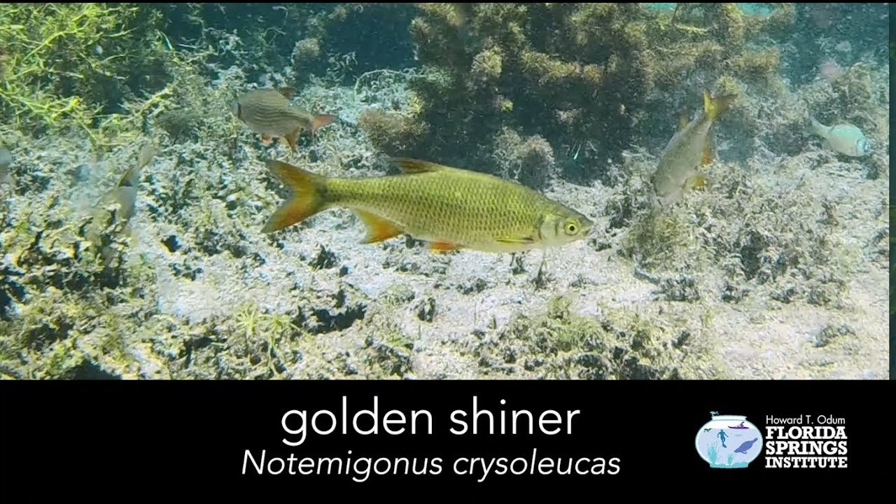 Springs Field Guide - Gold shiner 