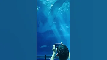 Jinta The Whale Shark At Churaumi Aquarium In Okinawa Japan 