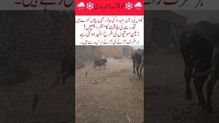Terrifying Hailstorm in the Village | Nature’s Power Unleashed