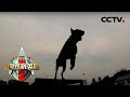 《谁是终极英雄》 犬王归来 20191201 | CCTV军事
