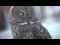 Great Grey Owl Compilation