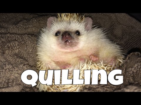 Video: How Hedgehogs Shed
