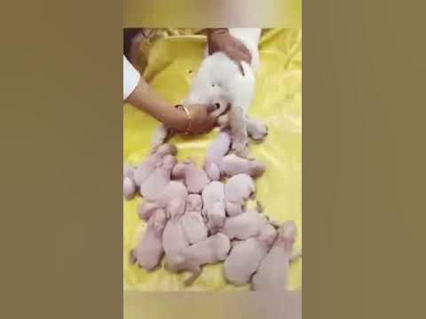Cute Bunny Giving Birth#shorts - YouTube