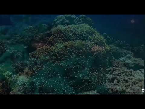 Finding dory: the live action remake leaked