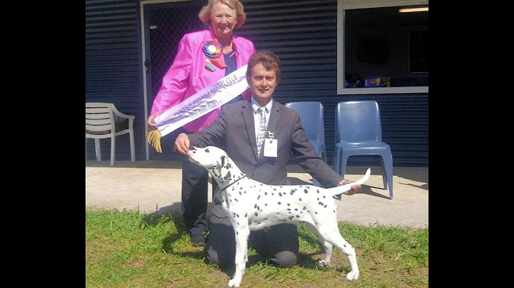Adstaff Robert Schaible Wins Best Baby Puppy in Sh...