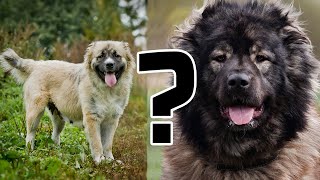 видео: Почему мне лучше взять взрослую КАВКАЗСКУЮ ОВЧАРКУ, а не щенка? картинка: Почему мне лучше взять взрослую КАВКАЗСКУЮ ОВЧАРКУ, а не щенка?