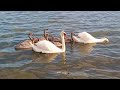 Cygnets gathered in circle & parents guard them / Лебедята собрались в кружок,а родители охраняют ++