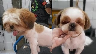 Tosa de Shih tzu ,carinha redonda fofa ,passo a passo .