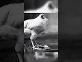 दुनिया की सबसे अनोखी मुर्गी | Mike the Headless Chicken