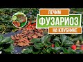 Почему сохнут кусты земляники ✔️ Как лечить Фузариоз 🍓