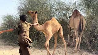 Hilarious! Little Boy Tries to Wrestle a Baby Camel 😂 | Desert Village Vlog