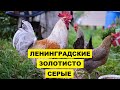 Разведение Ленинградской золотисто серой породы кур | Куры Ленинградские золотисто-серые