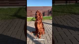 Irish Setter.