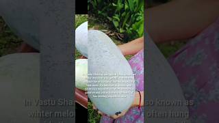 Superfood For Health ytshorts kitchengarden ashgourd shorts viral ashgourdjuice