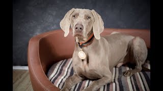 Ralphie  Weimaraner  3 Weeks Residential Dog Training