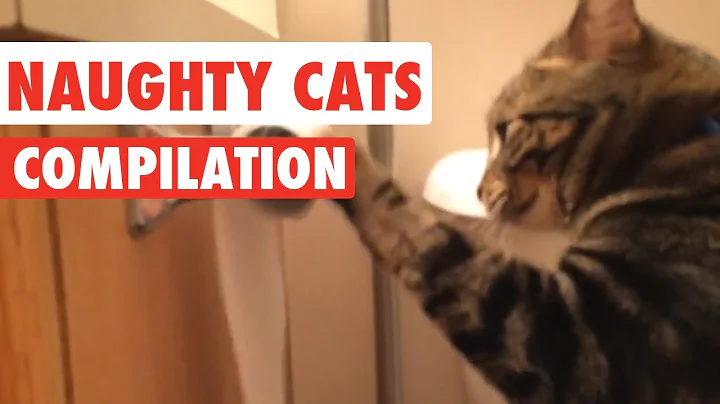 Naughty Cats Video Compilation 2016 - DayDayNews