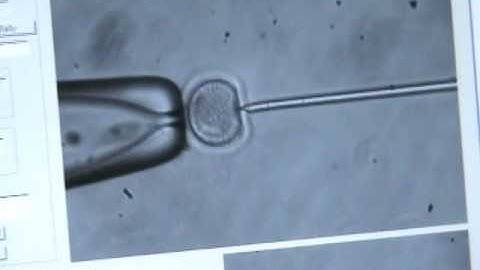 Cell Manipulation via 3 DOF Haptic Device