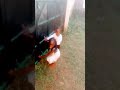 Kifo Cha Mende Music Kifo Cha Mende Music