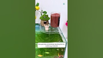 Vừa trồng cây thủy canh vừa để đồ trang trí trên bể cá với kệ đặt góc đa năng #aquatic #shorts