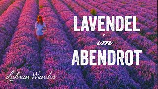 Luksan Wunder - Lavendel Im Abendrot